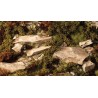 Dry Green Shrubs