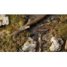 Swamp Shrubs